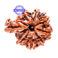 Load image into Gallery viewer, 1 Mukhi Savar Rudraksha from Nepal - Bead No. 48