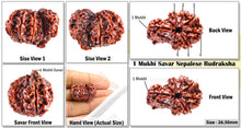 Load image into Gallery viewer, 1 Mukhi Savar Rudraksha from Nepal - Bead No. 51