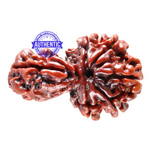 Load image into Gallery viewer, 1 Mukhi Savar Rudraksha from Nepal - Bead No. 52