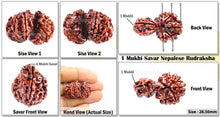 Load image into Gallery viewer, 1 Mukhi Savar Rudraksha from Nepal - Bead No. 52