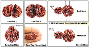 1 Mukhi Savar Rudraksha from Nepal - Bead No. 52