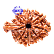 Load image into Gallery viewer, 1 Mukhi Savar Rudraksha from Nepal - Bead No. 54