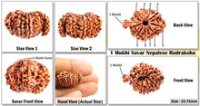 Load image into Gallery viewer, 1 Mukhi Savar Rudraksha from Nepal - Bead No. 54