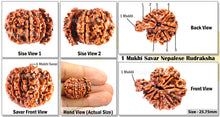 Load image into Gallery viewer, 1 Mukhi Savar Rudraksha from Nepal - Bead No. 55