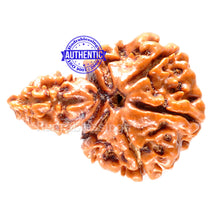 Load image into Gallery viewer, 1 Mukhi Savar Rudraksha from Nepal - Bead No. 56