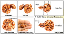 Load image into Gallery viewer, 1 Mukhi Savar Rudraksha from Nepal - Bead No. 56