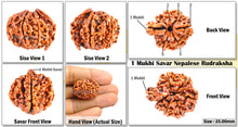 Load image into Gallery viewer, 1 Mukhi Savar Rudraksha from Nepal - Bead No. 60