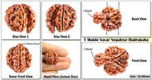 Load image into Gallery viewer, 1 Mukhi Savar Rudraksha from Nepal - Bead No. 63