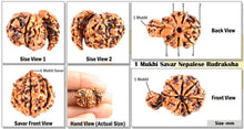 Load image into Gallery viewer, 1 Mukhi Savar Rudraksha from Nepal - Bead No. 64