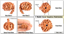 Load image into Gallery viewer, 1 Mukhi Savar on 10 Mukhi Rudraksha from Nepal - Bead No. 75