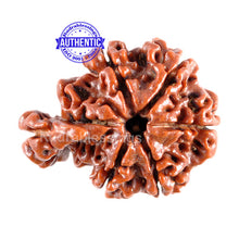 Load image into Gallery viewer, 1 Mukhi Savar Rudraksha from Nepal - Bead No. 76