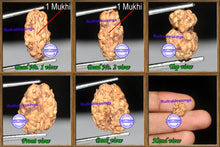 Load image into Gallery viewer, 1 + 1 Mukhi Indonesian Gaurishankar Rudraksha - Bead No. 6