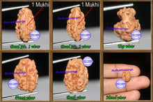 Load image into Gallery viewer, 1 + 1 Mukhi Indonesian Gaurishankar Rudraksha - Bead No. 7