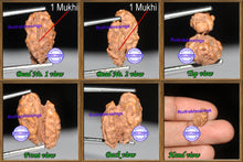 Load image into Gallery viewer, 1 + 1 Mukhi Indonesian Gaurishankar Rudraksha - Bead No. 9