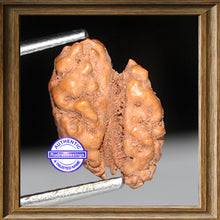 Load image into Gallery viewer, 1 + 1 Mukhi Indonesian Gaurishankar Rudraksha - Bead No. 9