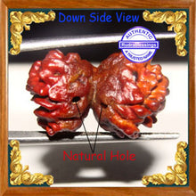 Load image into Gallery viewer, 1 + 1 Gaurishankar Rudraksha from Nepal