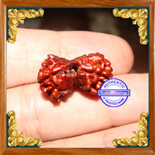 Load image into Gallery viewer, 1 + 1 Gaurishankar Rudraksha from Nepal