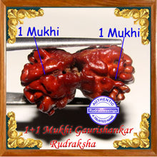 Load image into Gallery viewer, 1 + 1 Gaurishankar Rudraksha from Nepal