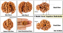 Load image into Gallery viewer, 1 Mukhi Savar Rudraksha from Nepal - Bead No. 72
