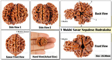 Load image into Gallery viewer, 1 Mukhi Savar Rudraksha from Nepal - Bead No. 73