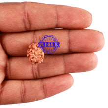 Load image into Gallery viewer, 2 Mukhi Rudraksha from Indonesia - Bead No. 100