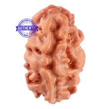 Load image into Gallery viewer, 2 Mukhi Rudraksha from Indonesia - Bead No. 100
