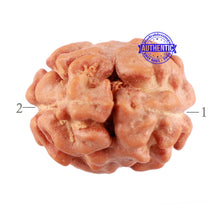 Load image into Gallery viewer, 2 Mukhi Rudraksha from Indonesia - Bead No. 100