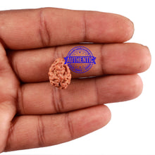 Load image into Gallery viewer, 2 Mukhi Rudraksha from Indonesia - Bead No. 104