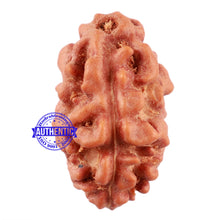 Load image into Gallery viewer, 2 Mukhi Rudraksha from Indonesia - Bead No. 104