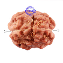 Load image into Gallery viewer, 2 Mukhi Rudraksha from Indonesia - Bead No. 104