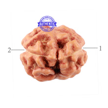Load image into Gallery viewer, 2 Mukhi Rudraksha from Indonesia - Bead No. 106