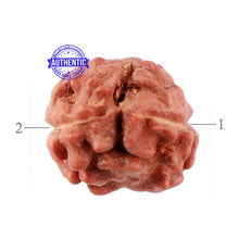 Load image into Gallery viewer, 2 Mukhi Rudraksha from Indonesia - Bead No. 110