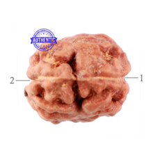 Load image into Gallery viewer, 2 Mukhi Rudraksha from Indonesia - Bead No. 111
