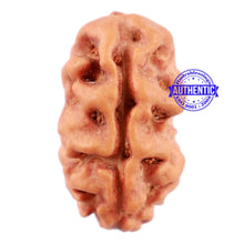 Load image into Gallery viewer, 2 Mukhi Rudraksha from Indonesia - Bead No. 115