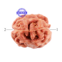 Load image into Gallery viewer, 2 Mukhi Rudraksha from Indonesia - Bead No. 118