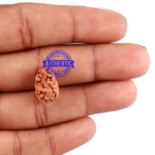 Load image into Gallery viewer, 2 Mukhi Rudraksha from Indonesia - Bead No. 119
