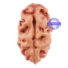 Load image into Gallery viewer, 2 Mukhi Rudraksha from Indonesia - Bead No. 119