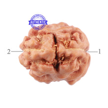 Load image into Gallery viewer, 2 Mukhi Rudraksha from Indonesia - Bead No. 119
