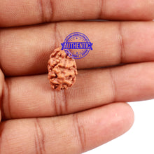 Load image into Gallery viewer, 2 Mukhi Rudraksha from Indonesia - Bead No. 76