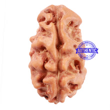Load image into Gallery viewer, 2 Mukhi Rudraksha from Indonesia - Bead No. 76
