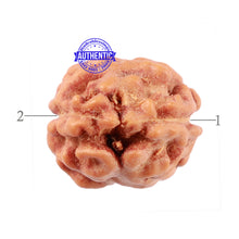 Load image into Gallery viewer, 2 Mukhi Rudraksha from Indonesia - Bead No. 76