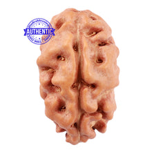 Load image into Gallery viewer, 2 Mukhi Rudraksha from Indonesia - Bead No. 77