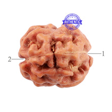 Load image into Gallery viewer, 2 Mukhi Rudraksha from Indonesia - Bead No. 77