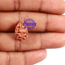 Load image into Gallery viewer, 2 Mukhi Rudraksha from Indonesia - Bead No. 78

