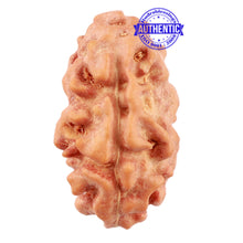 Load image into Gallery viewer, 2 Mukhi Rudraksha from Indonesia - Bead No. 84
