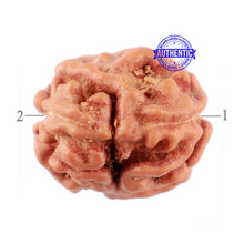 Load image into Gallery viewer, 2 Mukhi Rudraksha from Indonesia - Bead No. 99