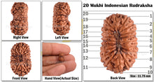 Load image into Gallery viewer, 20 Mukhi Indonesian Rudraksha - Bead 36