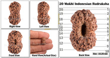 Load image into Gallery viewer, 20 Mukhi Indonesian Rudraksha - Bead 39