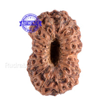 Load image into Gallery viewer, 20 Mukhi Indonesian Rudraksha - Bead 39