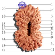 Load image into Gallery viewer, 20 Mukhi Indonesian Rudraksha - Bead 72